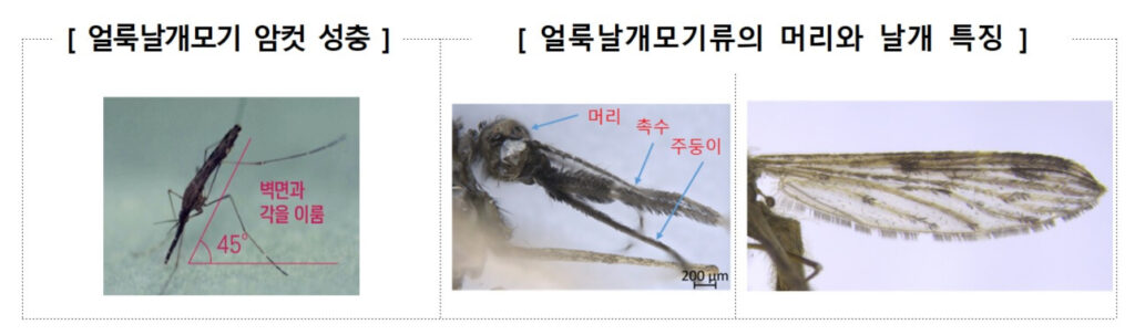 얼룩날개모기 암컷 성충, 얼룩날개모기류의 머리와 날개 특징